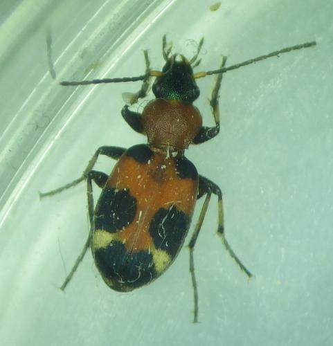 Réf. 295 440 : Callistus lunatus